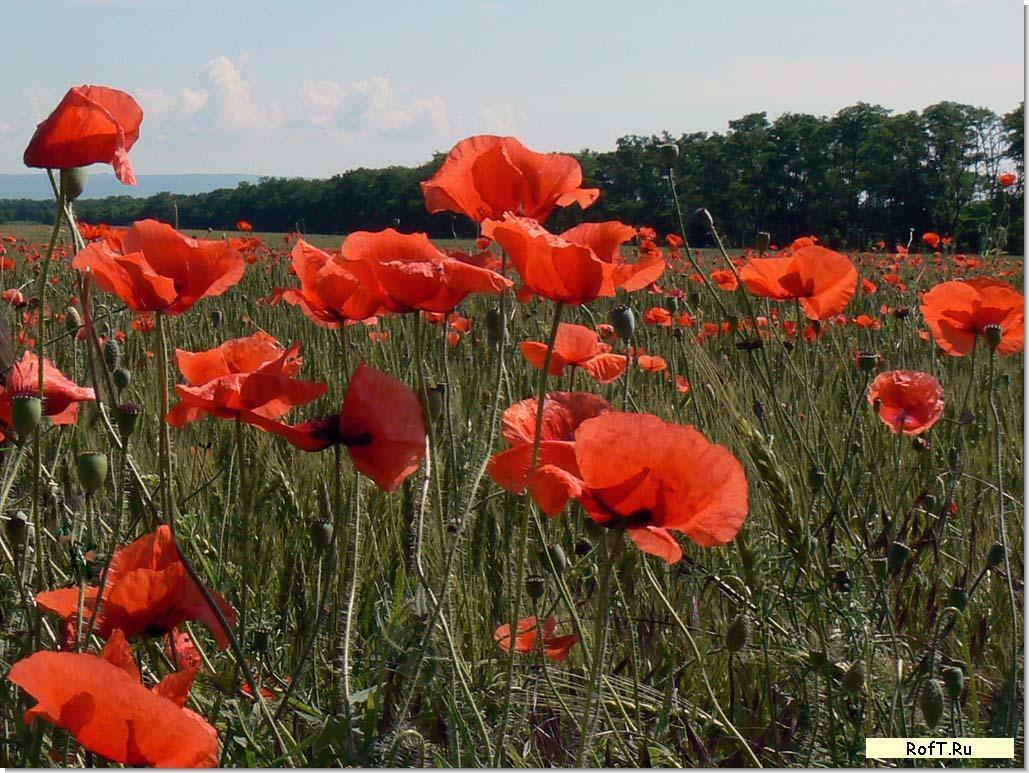 МАК ЧЕРВОНИЙ