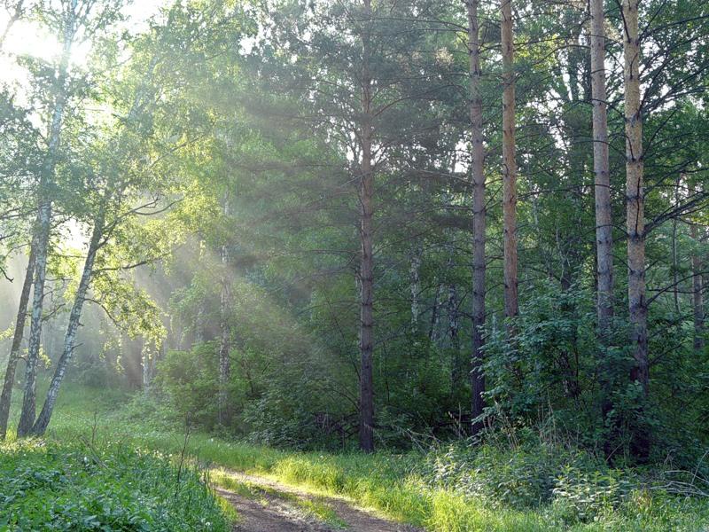 Запах хвои