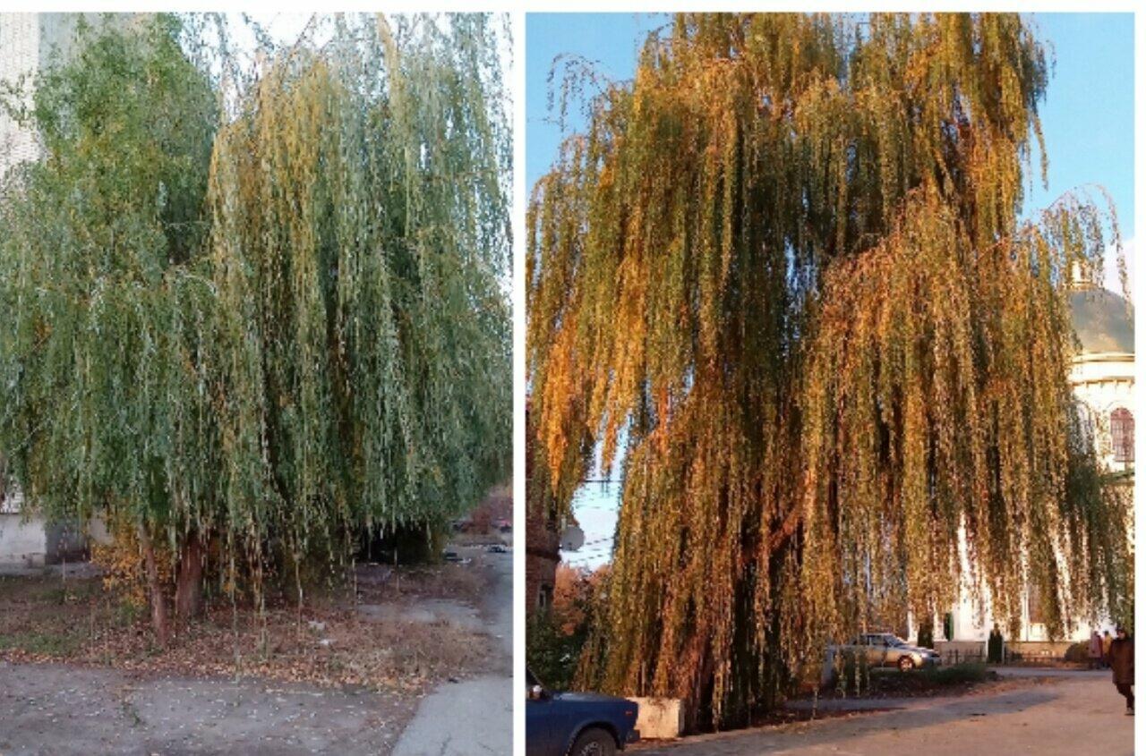 Вот и ноябрь...