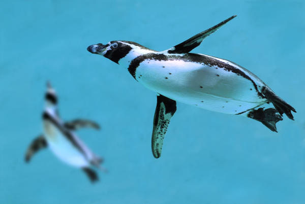 Пингвины летают!