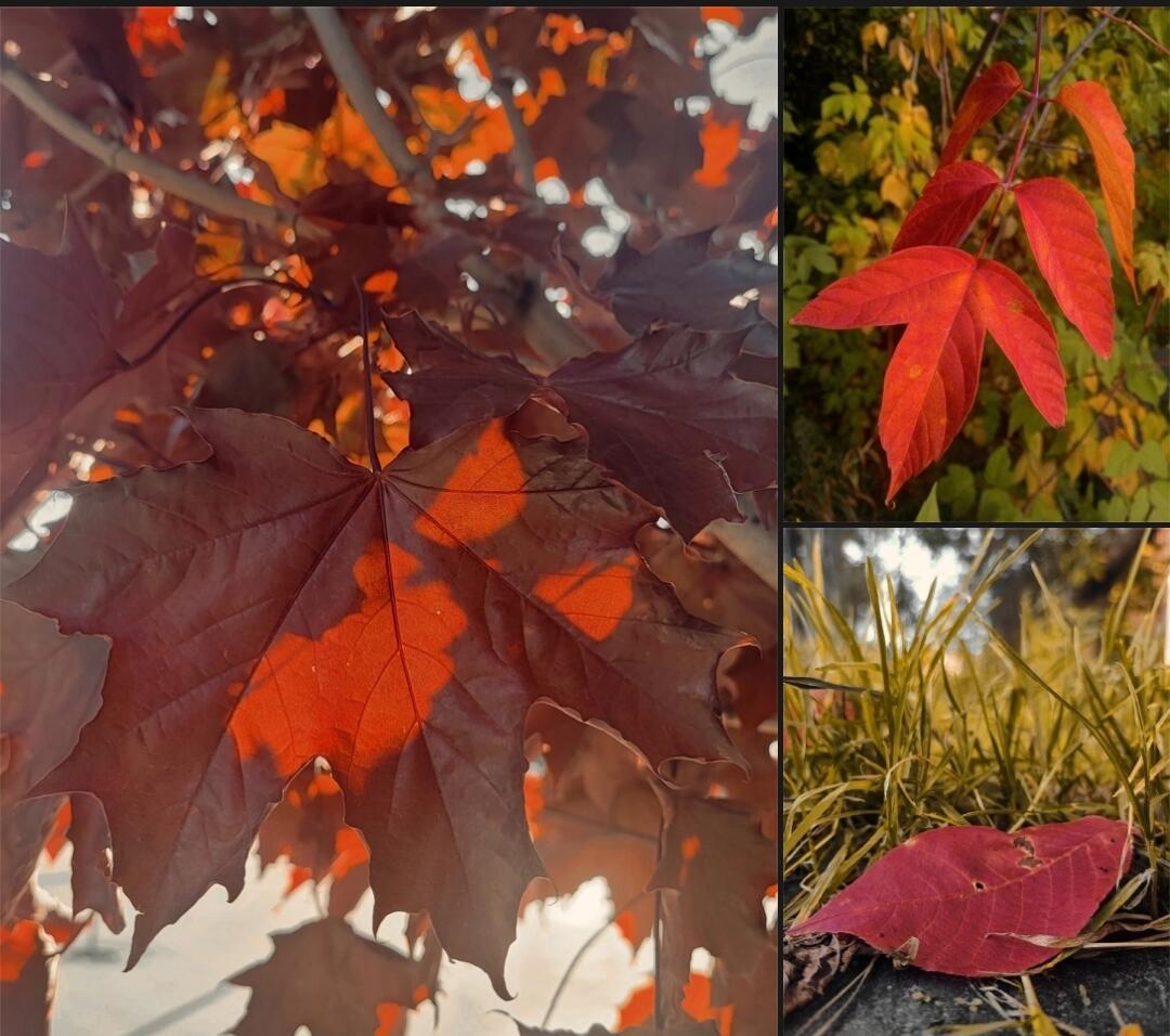 Августовский оберег