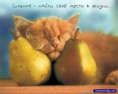 Груши (котоматрицы)