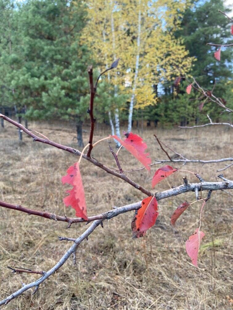 Сезон жизни