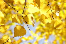 Осень открывает свой сезон...