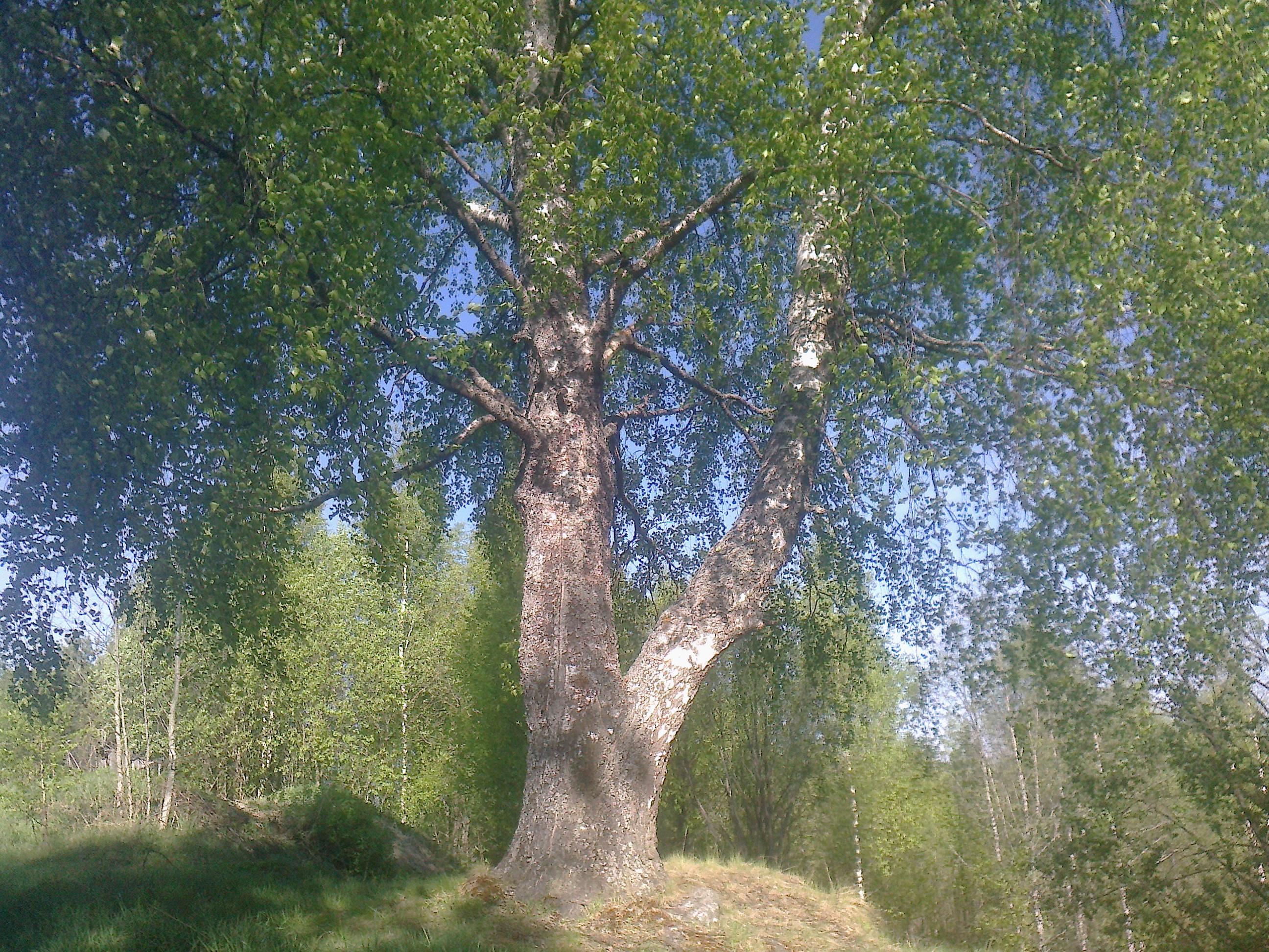 путь и баланс