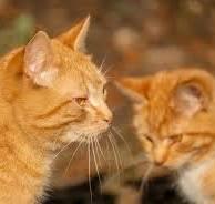 ДВА РЫЖИХ ХВОСТИКА