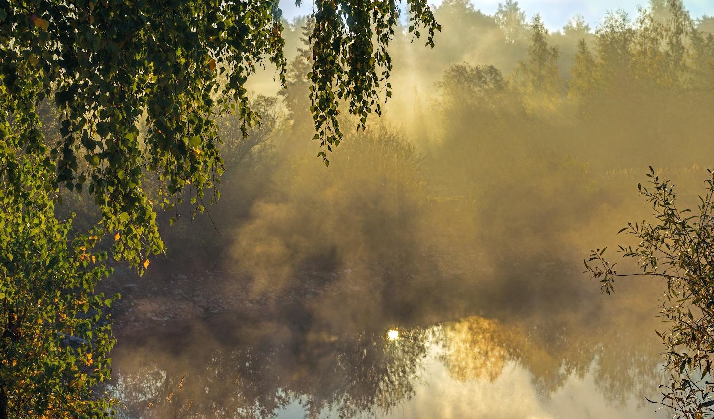 Береза река рассвет туман