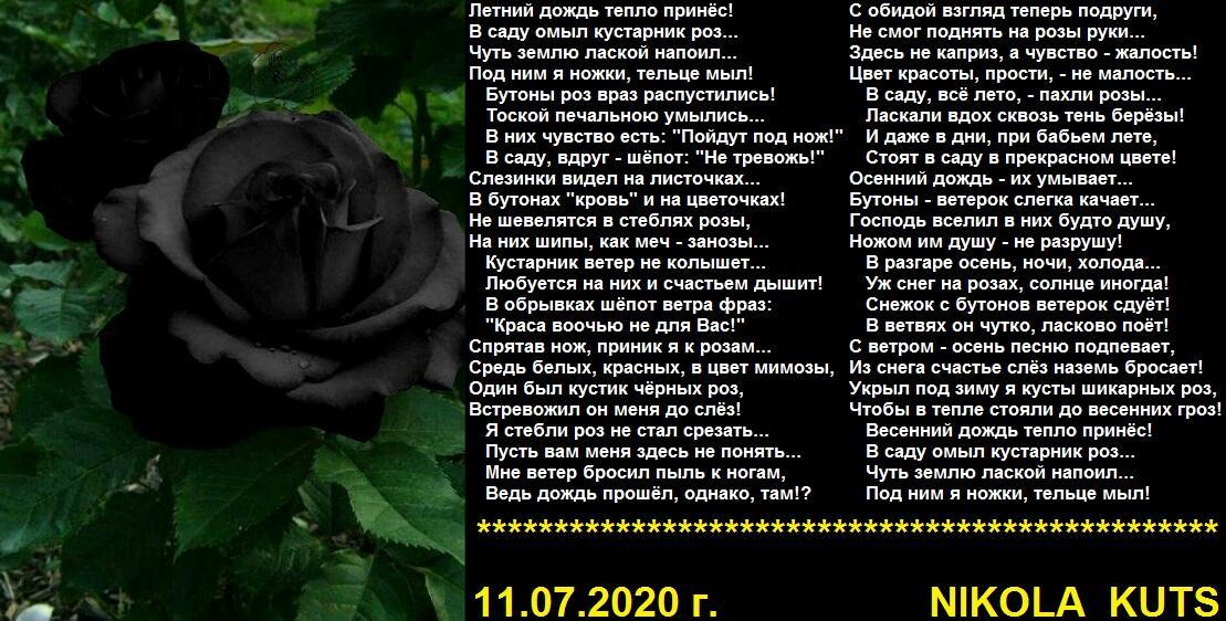 Стихотворения про черный. Стихотворение про черную розу. Стих про розу. Розы белая и чёрная, стихи.