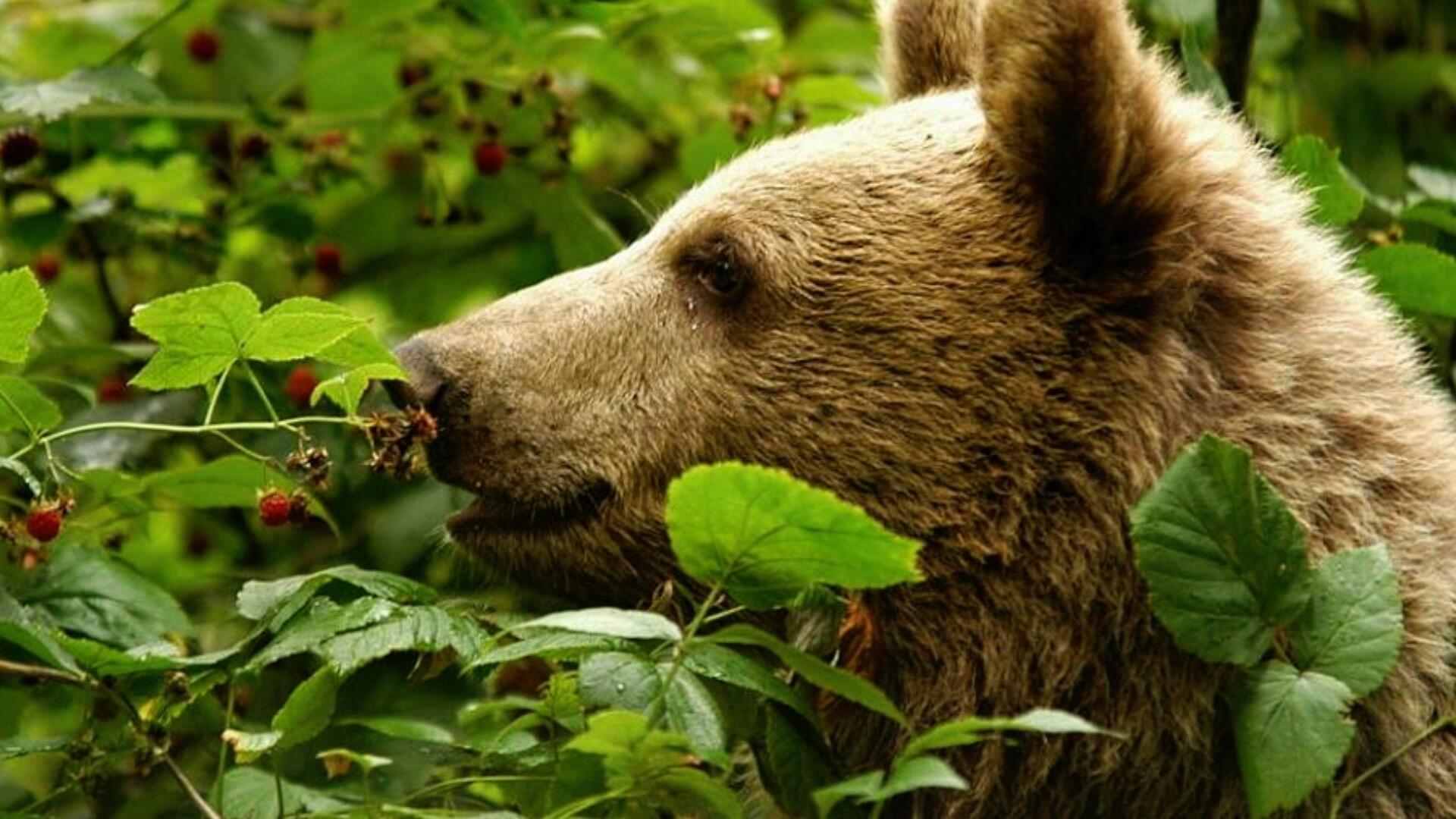 Какие отношения складываются между брусникой и медведем. Медведь ест малину. Медведь ест ягоды. Бурый медведь. Медведь в лесу.