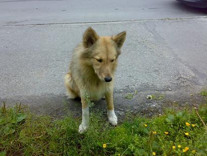 Царь - батюшка