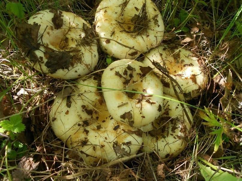 ГРУЗДИ - ПОДАРОК  ЛЕСА