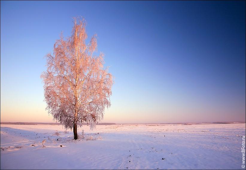 Берёзка