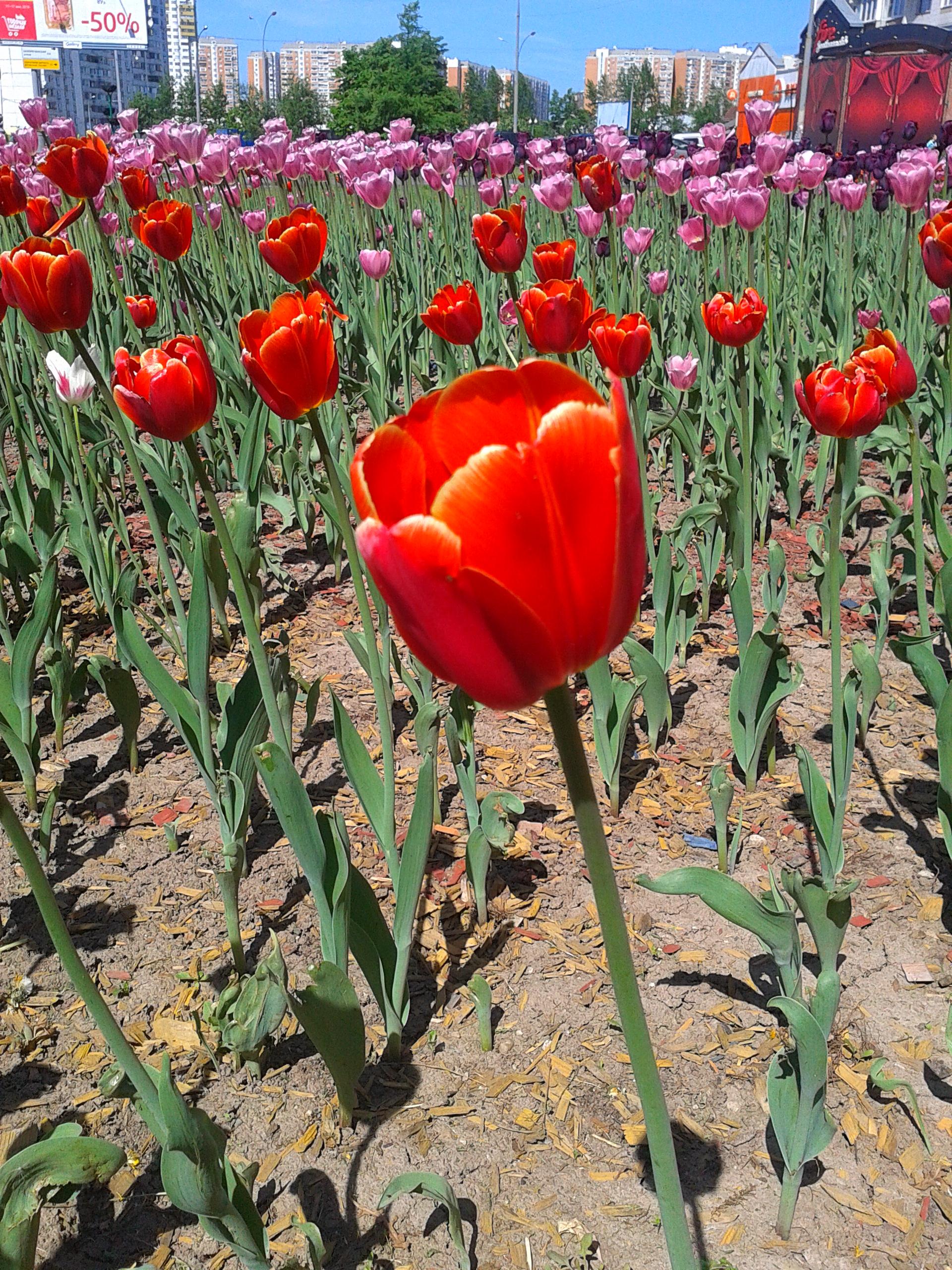 Поздравление с праздником Восьмого марта.