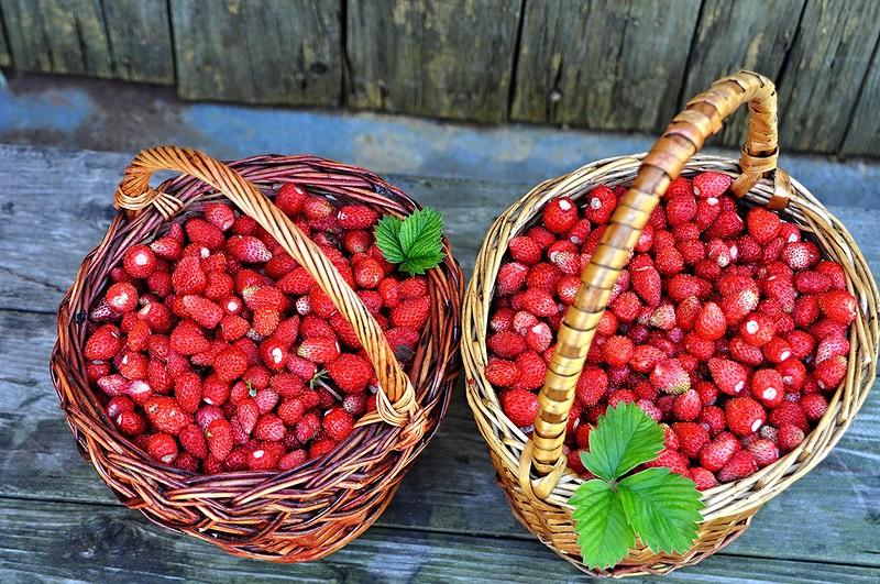 ВОТ И ЗЕМЛЯНИКА ПОСПЕЛА