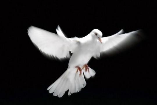 Голубица моя.