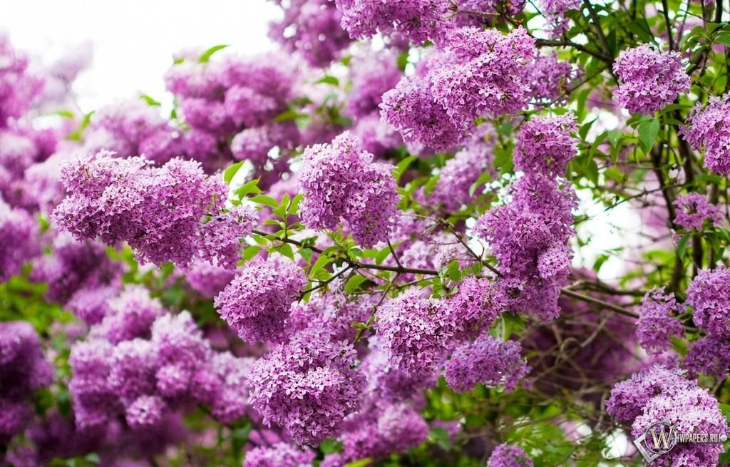 Неурядицы пройдут, Снег сойдёт в чистую...