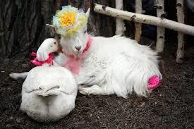 Дурацкие лимерики № 1