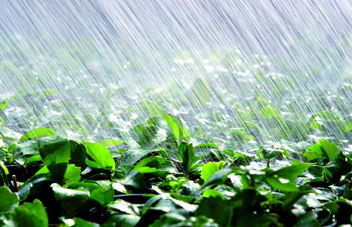 Дождь поливает растения