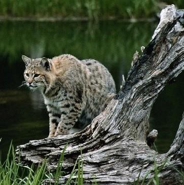 Исповедь камышового кота