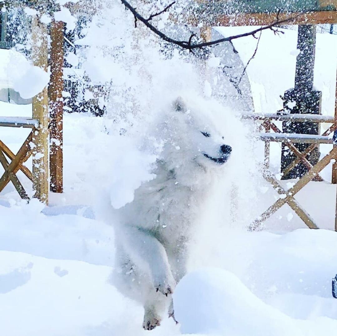 Снежный пёс!