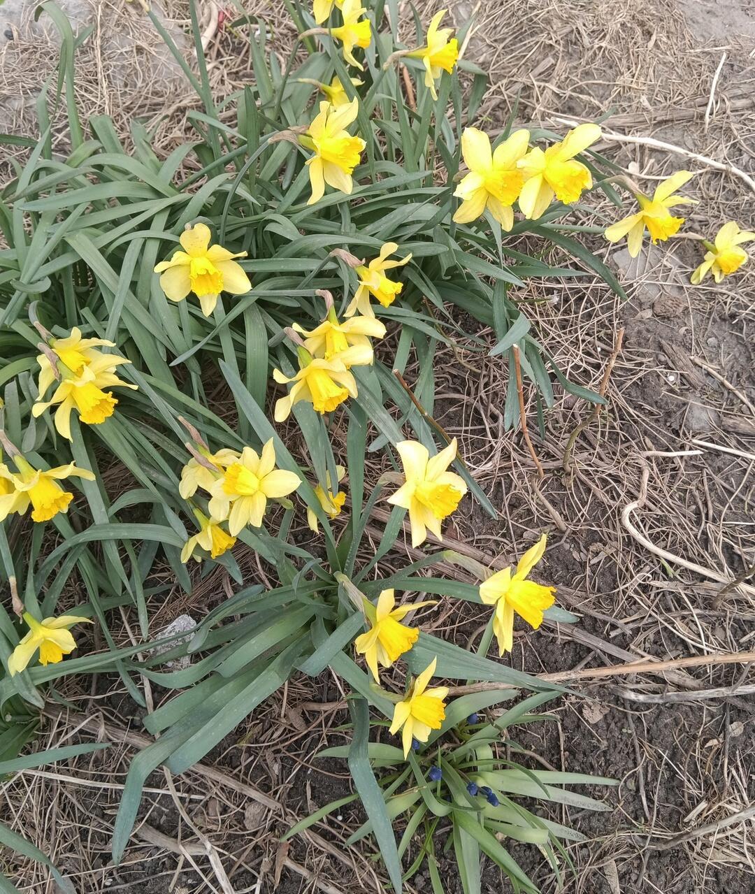 Маленькие солнышки