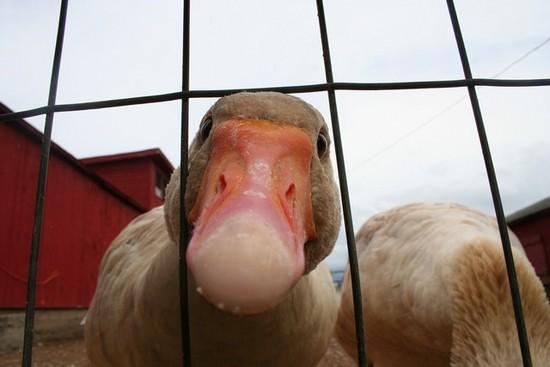 Ну что, гусь милый… Ответ Бригитте