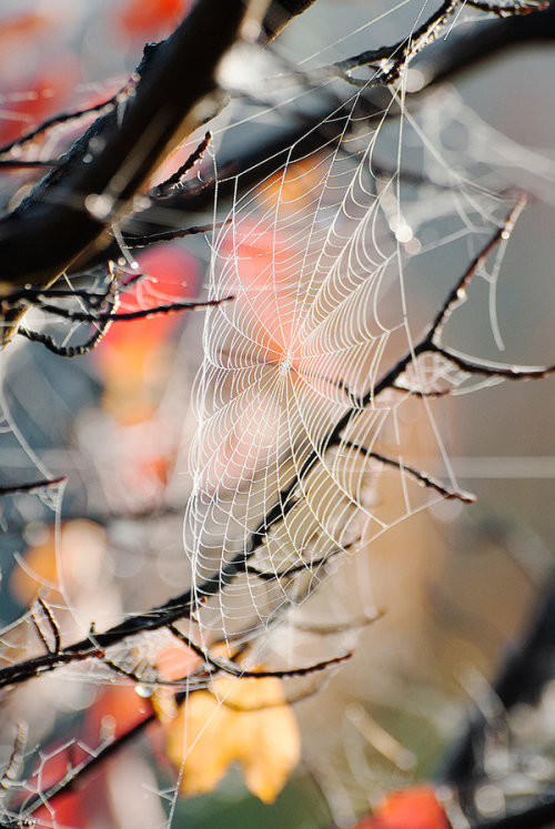 ПОГОДА ЖИЗНИ