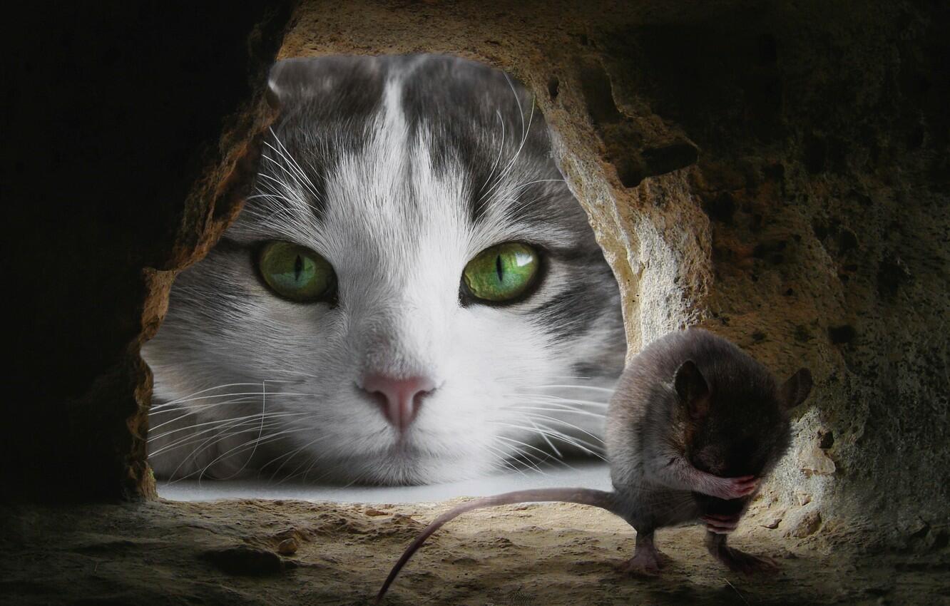 Мыши Саше спать мешали