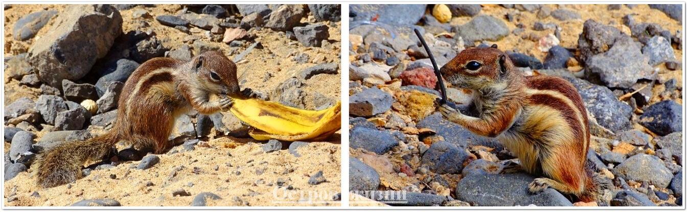 Сказка про смелого бурундучка