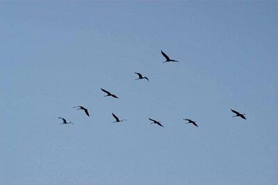 Летят, летят косым углом...