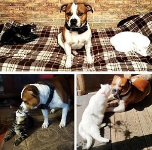 Часто в тот котоколлаж... /коротыш/