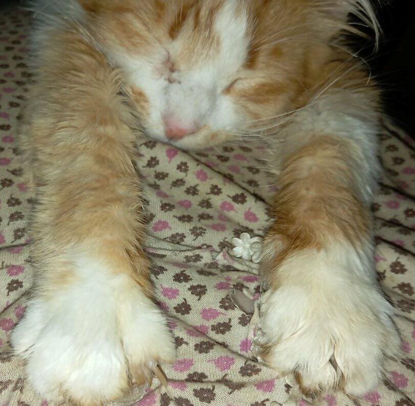 Дорогой мой Огонёк