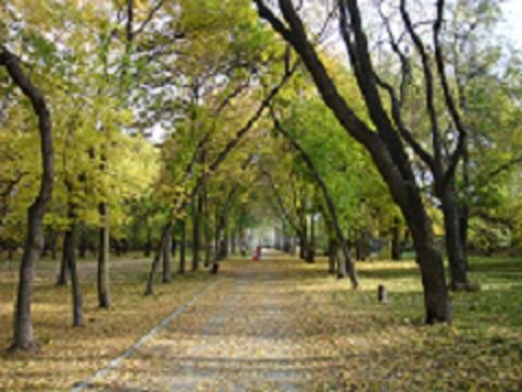 Светла осенняя аллея...