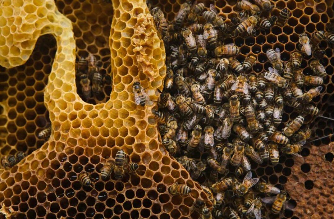20 мая отмечается Всемирный день пчёл (World Bee Day).