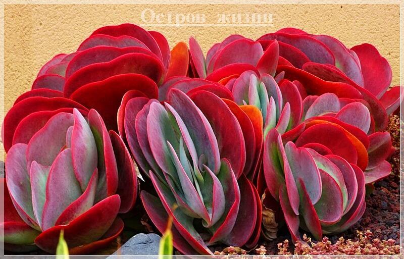 Букетик из капусты. Остров жизни