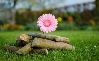 На дворе дрова...