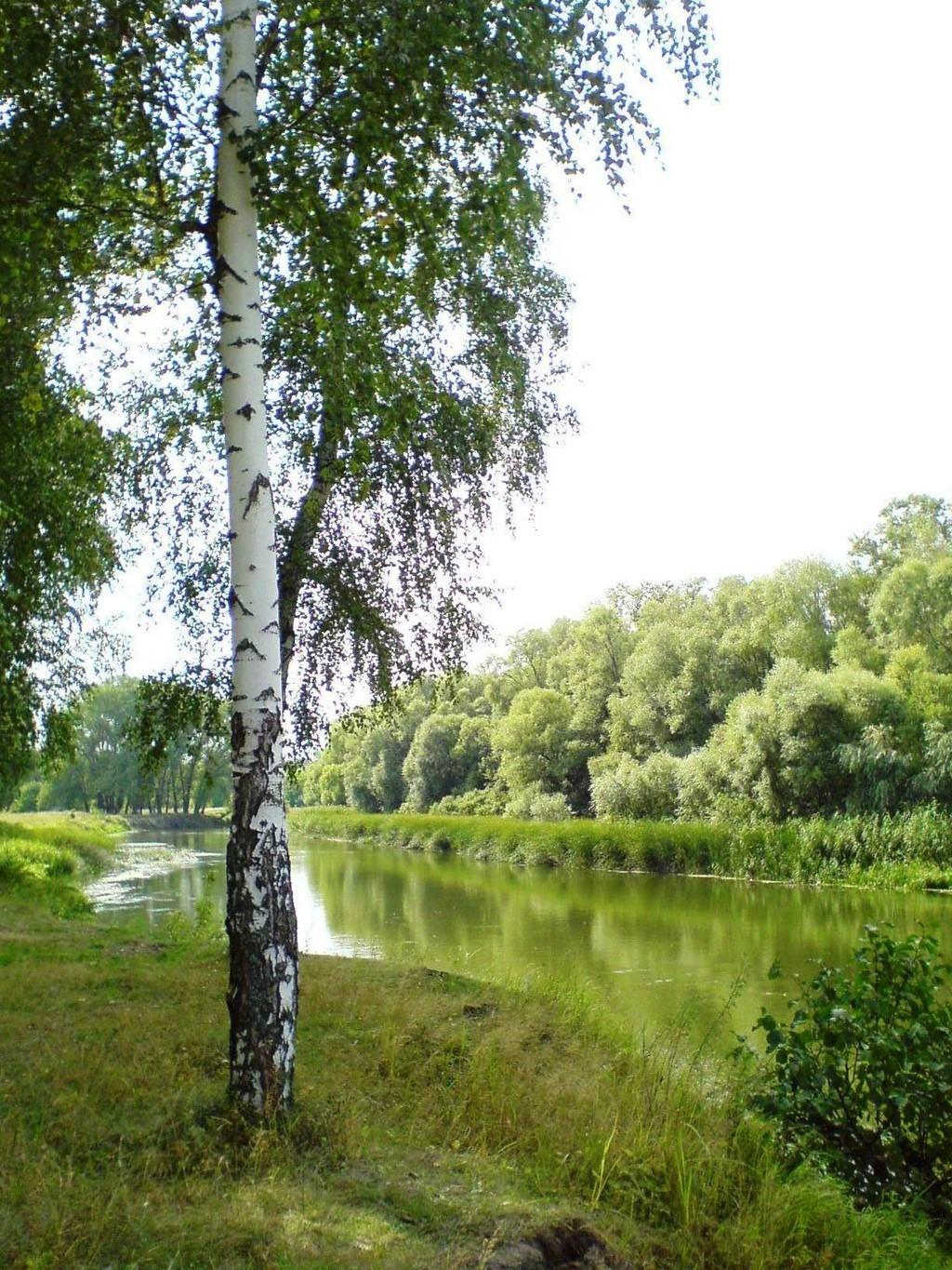 Березка