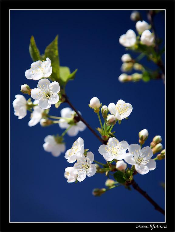 Весенняя пора.