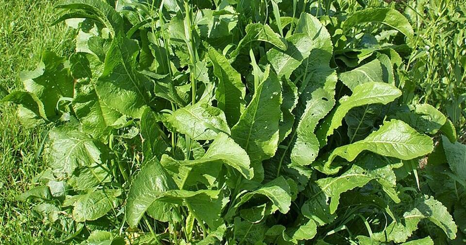 Хреновая поэма