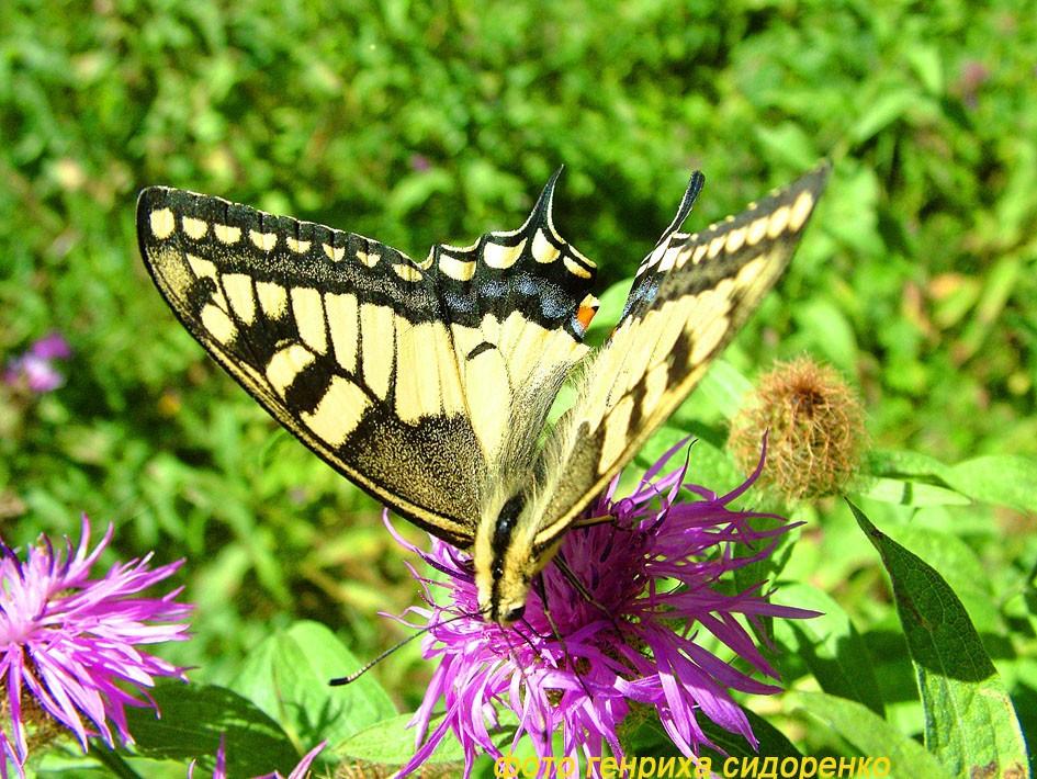 КраСты  (КРАденые СТрочки)