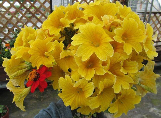 Блестят на солнце купола