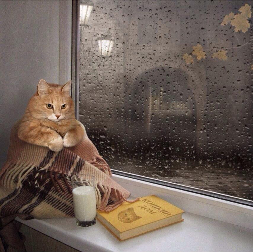 Мурр,мурр,мурр !!!