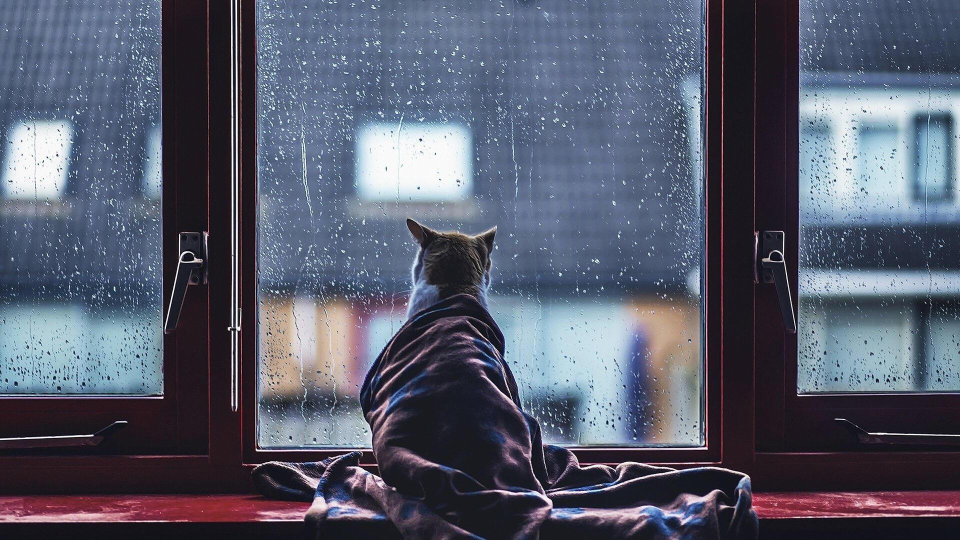 Подхожу к окну и вечер. Дождь в окне. Дождь за окном. Кот на окне. Кот грустит у окна.
