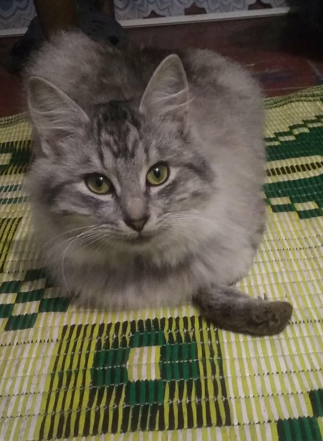 ГДЕ ТУШЁНКА? 