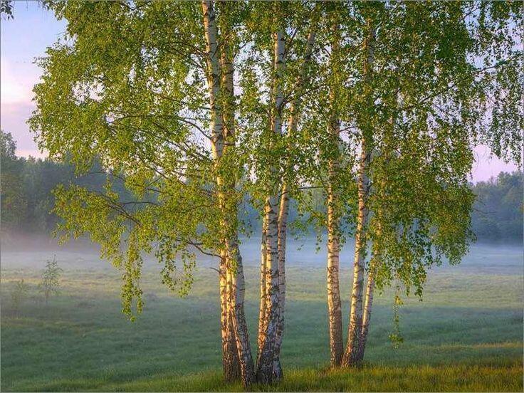 В ЭТОЙ СКАЗКЕ - БЛАГОДАТЬ...