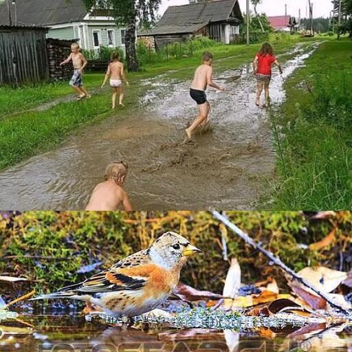 Летний дождик