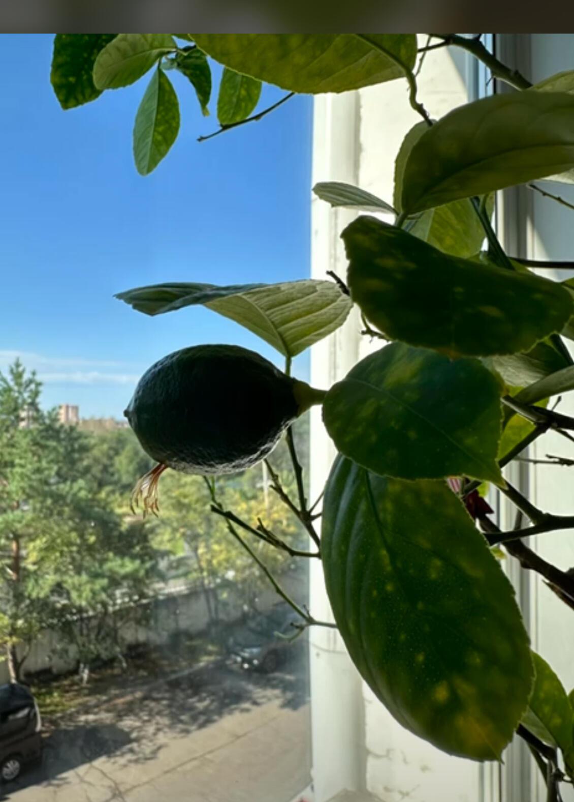 Поговорим о сорванном лимоне