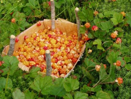 На болоте морошка с брусникой.