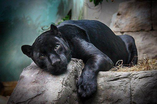 Багира акро...