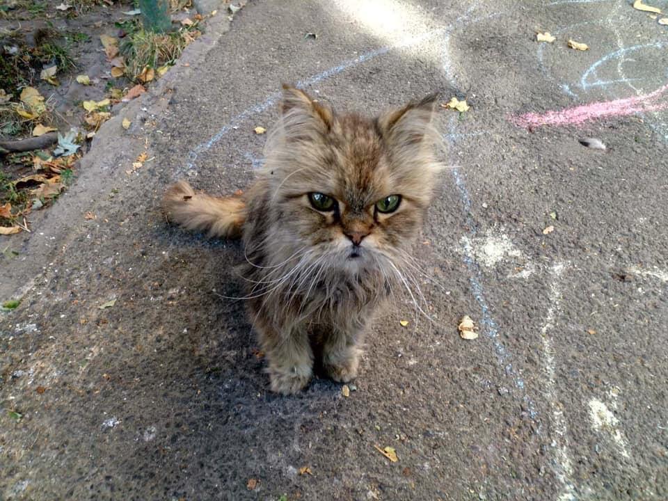 Мой пленительный человек